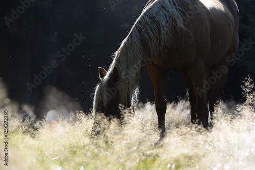 Waldpferd. Schönes goldenes Pferd grast frei in einer romantischen Waldlichtung photo