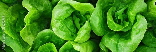 Fresh Green Lettuce Hydroponic Farm - Vibrant green lettuce leaves, hydroponic farming, healthy eating, sustainable agriculture, natural freshness photo