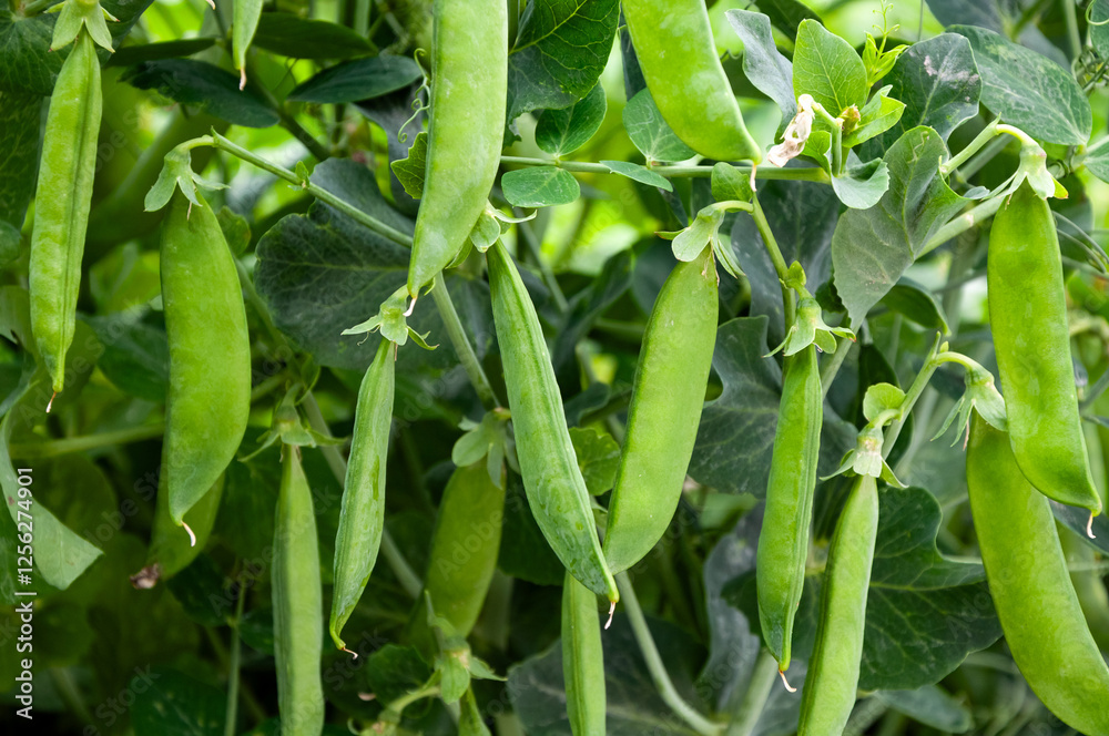Bush of sweet pea with ripe pods on vegetable garden Bush of sweet pea with ripe pods on vegetable garden