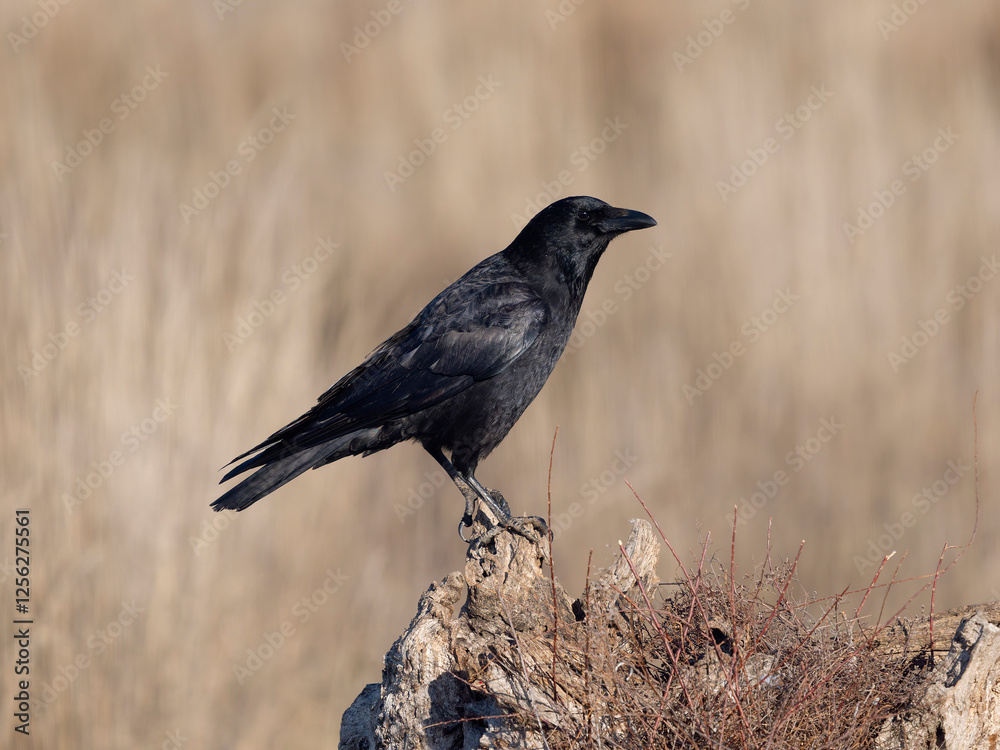 Obraz premium Carrion crow, Corvus corone