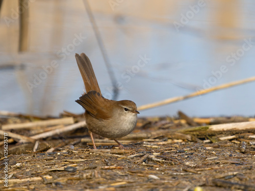 Cettis warbler, Cettia cetti photo