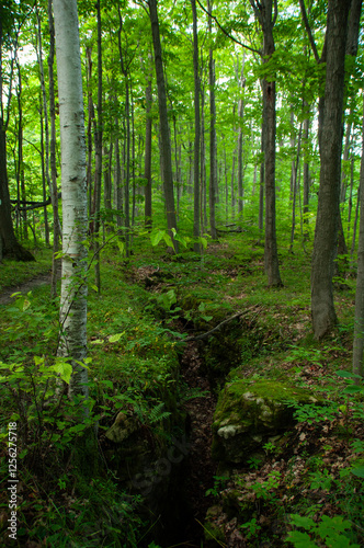 A crevice in the forest along the Niagara Escarpment (Bruce Trail)