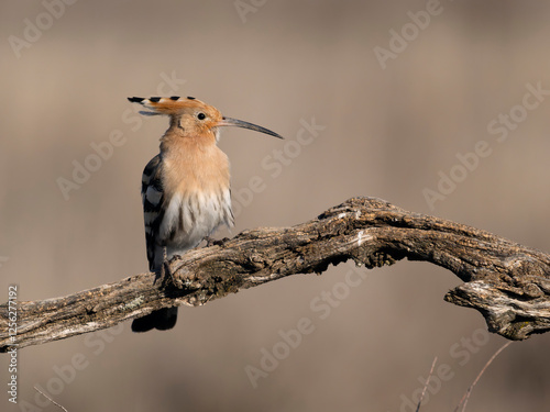 Hoopoe, Upupa epops photo