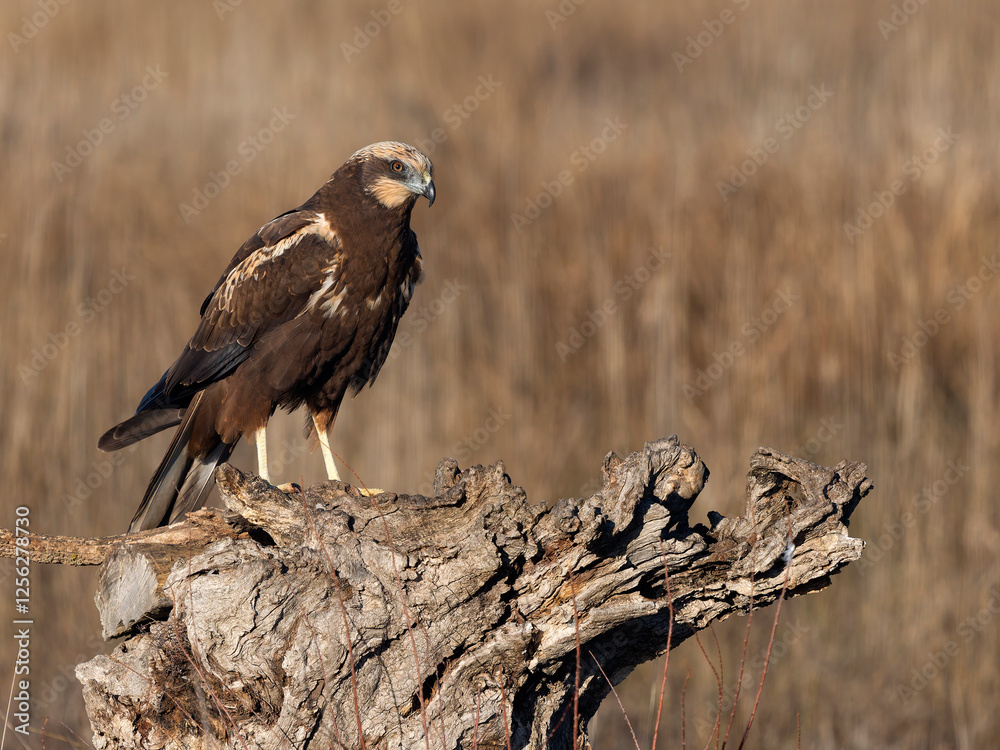 Fototapeta premium Marsh harrier, Circus aeruginosus