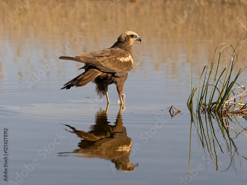 Marsh harrier, Circus aeruginosus photo