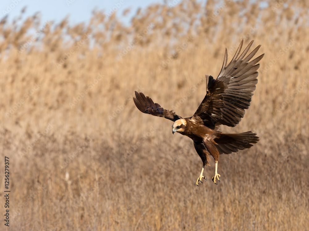Marsh harrier, Circus aeruginosus Marsh harrier, Circus aeruginosus