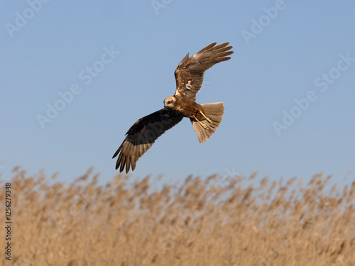 Obraz na płótnie Marsh harrier, Circus aeruginosus