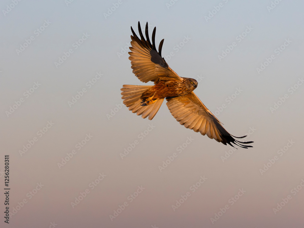 Fototapeta premium Marsh harrier, Circus aeruginosus