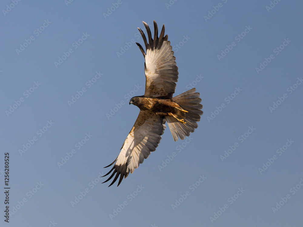 Fototapeta premium Marsh harrier, Circus aeruginosus