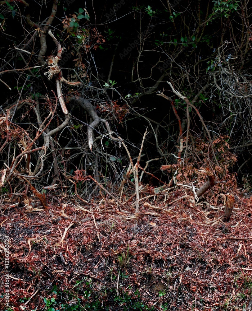 Color photo. Background of branches, roots, grass. Texture of nature. Wildlife landscape. Abstract composition. Postcard. Wallpaper. Cover. Color photo. Background of branches, roots, grass. Texture of nature. Wildlife landscape. Abstract composition. Postcard. Wallpaper. Cover.