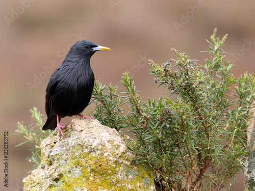 Принти на полотні Spotless starling, Sturnus unicolor