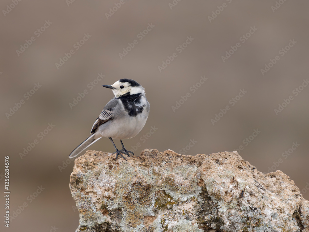 Naklejka premium White wagtail, Motacilla alba