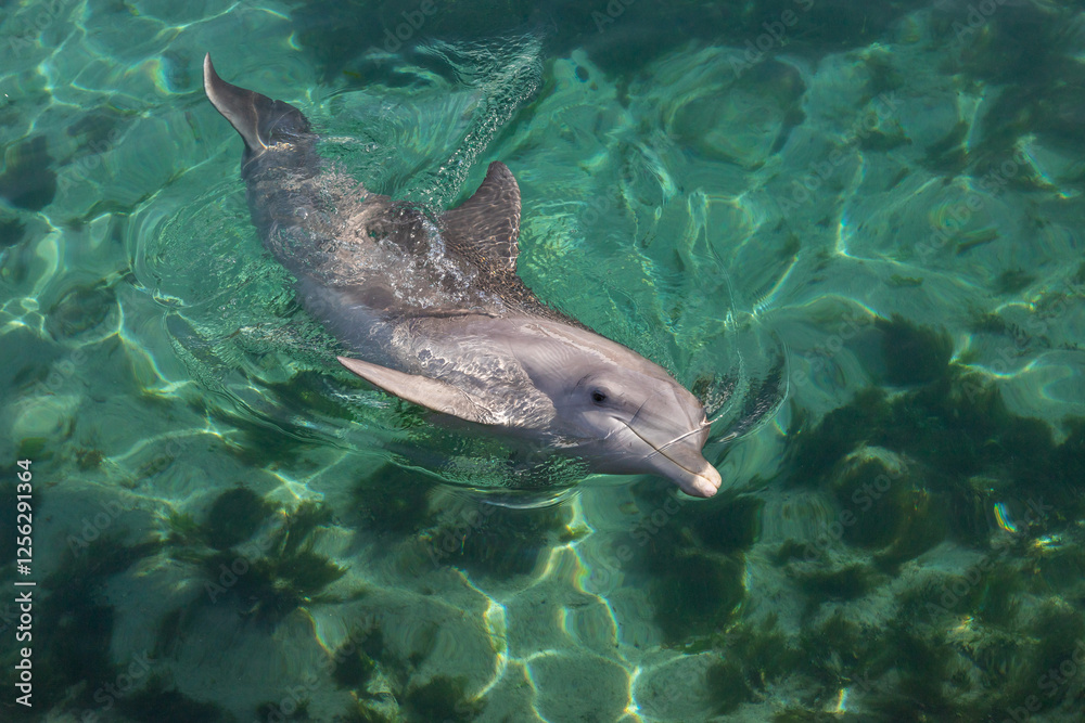 Exposure of rescued dolphins in Bermuda Island, namely Offshore Bottlenose Dolphins (Tursiops truncatus) Exposure of rescued dolphins in Bermuda Island, namely Offshore Bottlenose Dolphins (Tursiops truncatus)