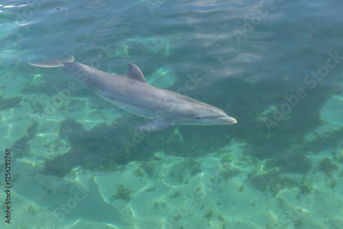 Exposure of rescued dolphins in Bermuda Island, namely Offshore Bottlenose Dolphins (Tursiops truncatus)