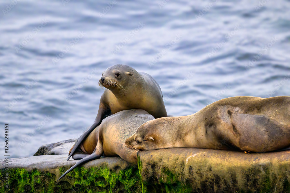 Obraz premium 2024-09-21 SEA LIONS RESTING ON A ROCKY SHELF WITH A LIGHT BLUE BACKGROUND IN LA JOLLA NEAR SAN DEIGO CALIFORNIA