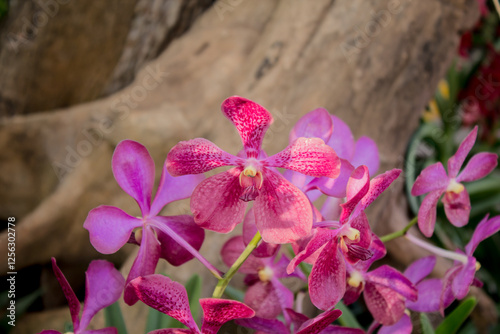 Close up pink vanda orchid flowers five-lobe petals. photo