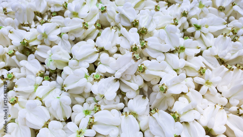 Close up white crown flower backgroud concept, Top view calotropis gigantea or giant indian milkweed. 