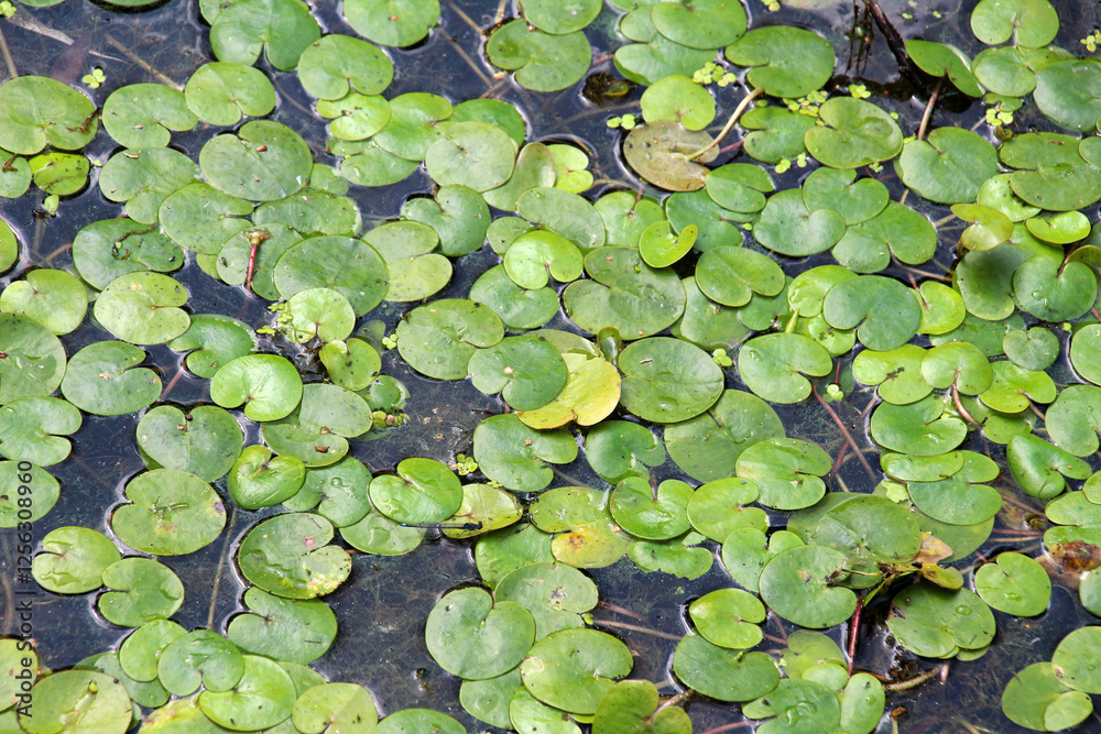 The aquatic plant Hydrocharis morsus-ranae grows in a pond The aquatic plant Hydrocharis morsus-ranae grows in a pond