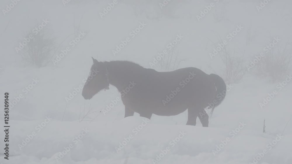 Cavalli nella neve