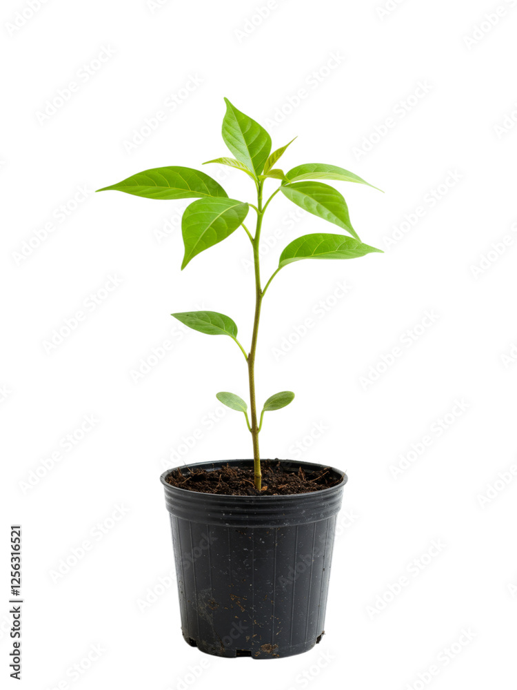 Young plant in a black pot, perfect for gardening inspiration. Young plant in a black pot, perfect for gardening inspiration.