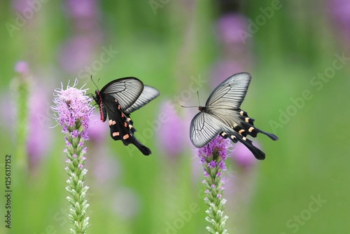 Black butterflies with orange spots on purple flowers photo