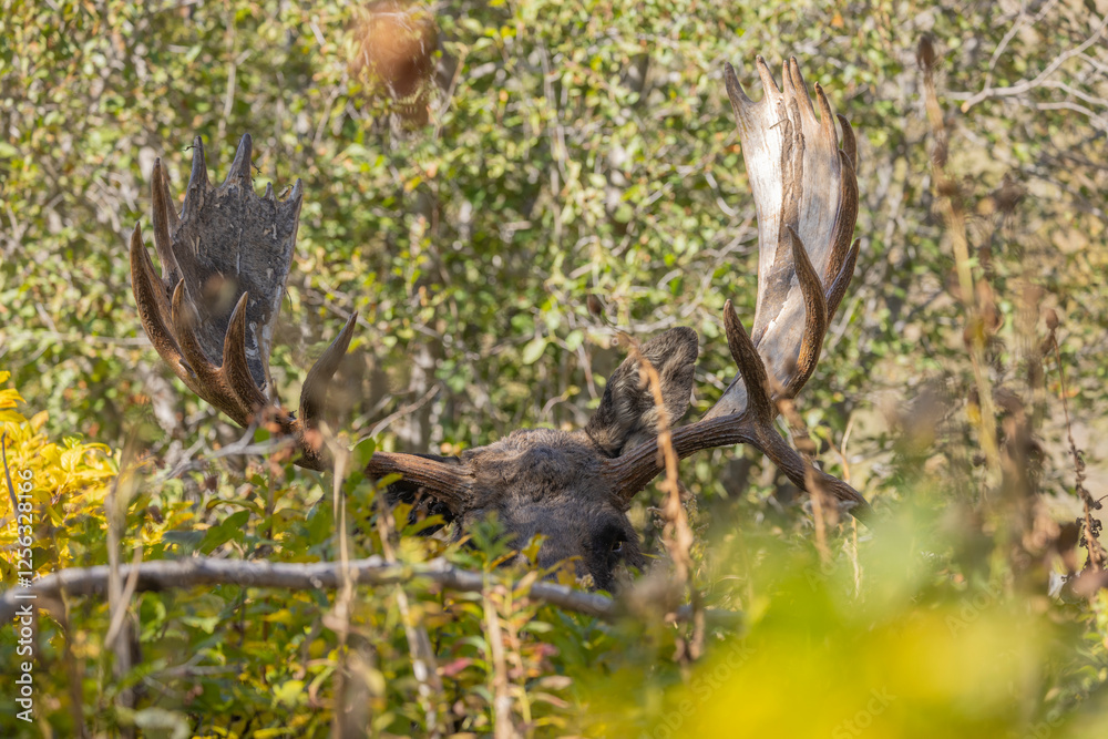 Bull Moose in Autumn in Grand Teton National Park Wyoming Bull Moose in Autumn in Grand Teton National Park Wyoming