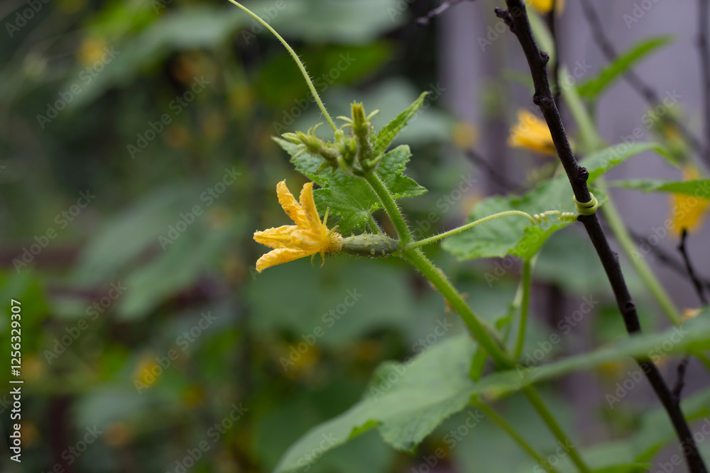 Yellow female flower of cucumber in field plant. Yellow female flower of cucumber in field plant.