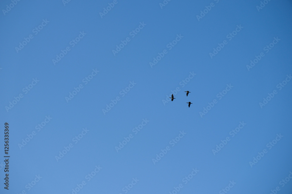 Three birds fly against the background of a blue and clear sky Three birds fly against the background of a blue and clear sky