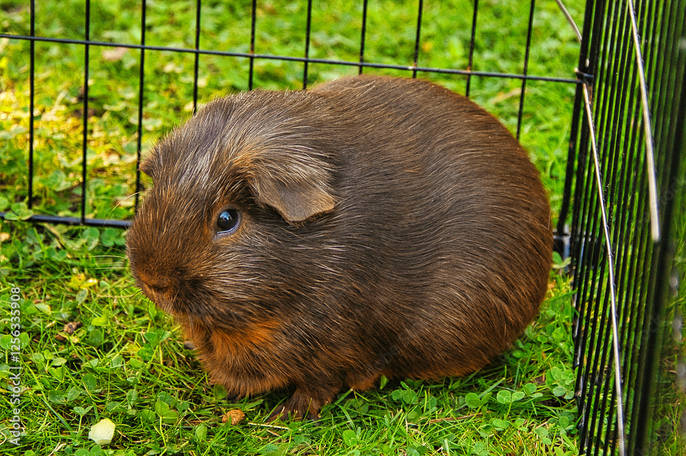 Fototapeta premium Brown guinea pig on the grass