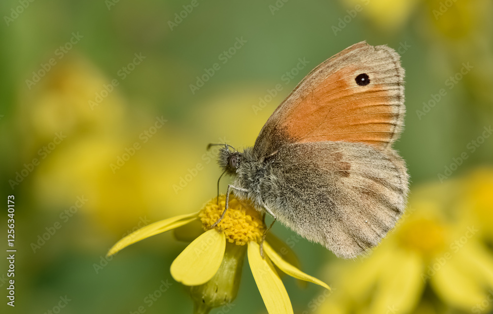 wild animals.photos of various butterflies. wild animals.photos of various butterflies.