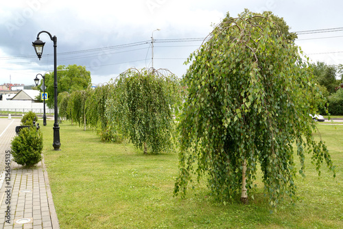 Linear planting of Young's birch (Betula pendula 'Youngii') in the park