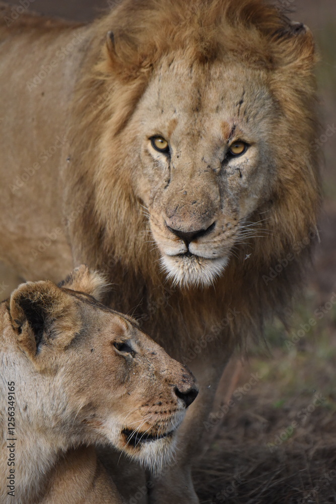 Obraz premium Lions in the Serengeti 