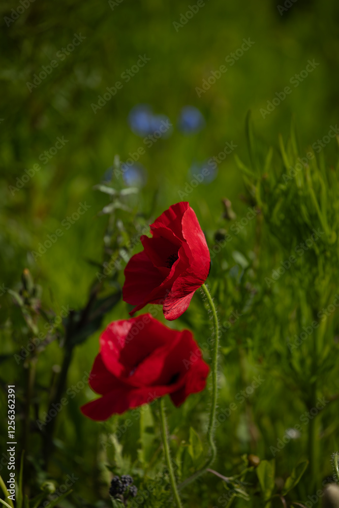 Two red poppies blooming in the spring garden Two red poppies blooming in the spring garden