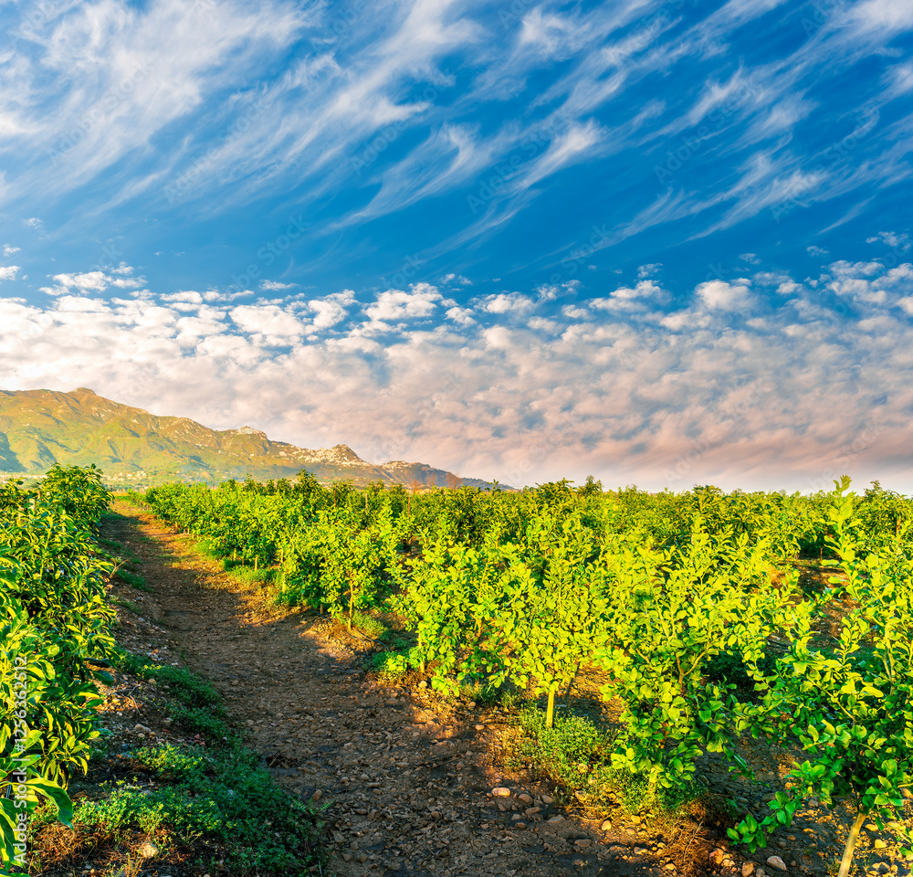 Obraz premium beautiful green sunset garden with rows of young fruit trees in agricutlure farm field during sunset with amazing cloudy sky on background