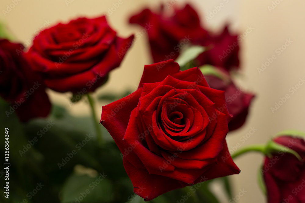 red rose close up blurred background. red rose close up blurred background.