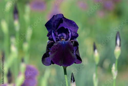 Close-Up of a Vibrant Purple Iris Flower in Full Bloom in Sunlight