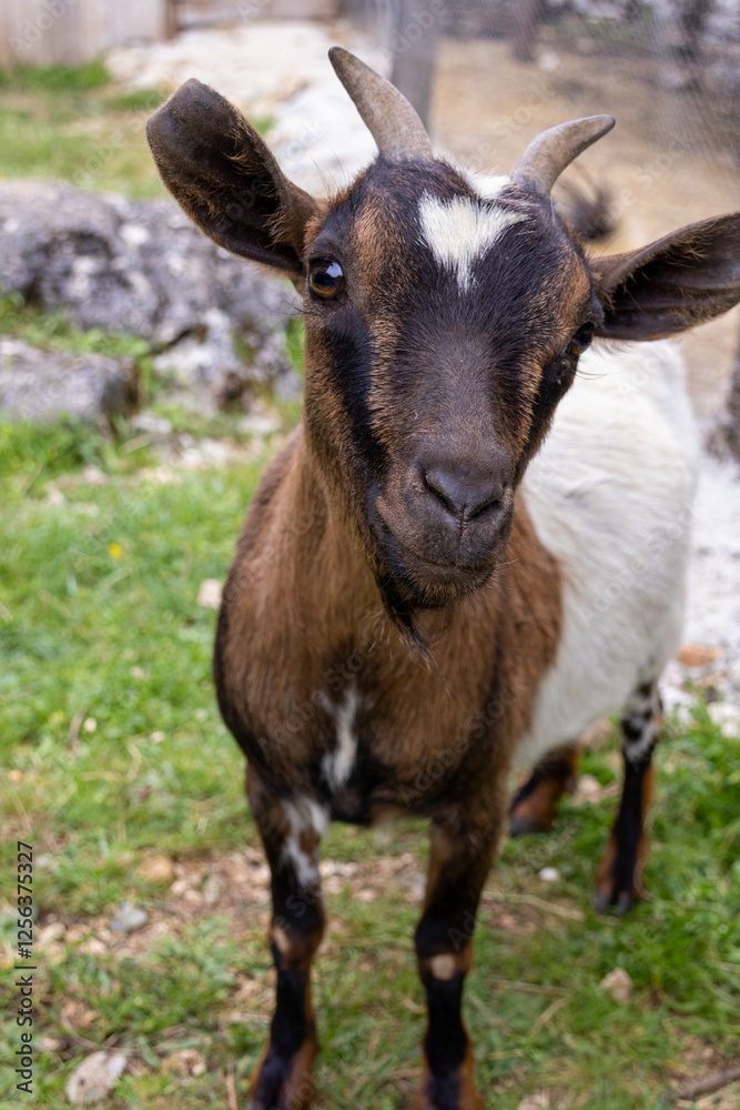 Close-up of a curious brown goat with a white heart-shaped mark on its forehead. Close-up of a curious brown goat with a white heart-shaped mark on its forehead.
