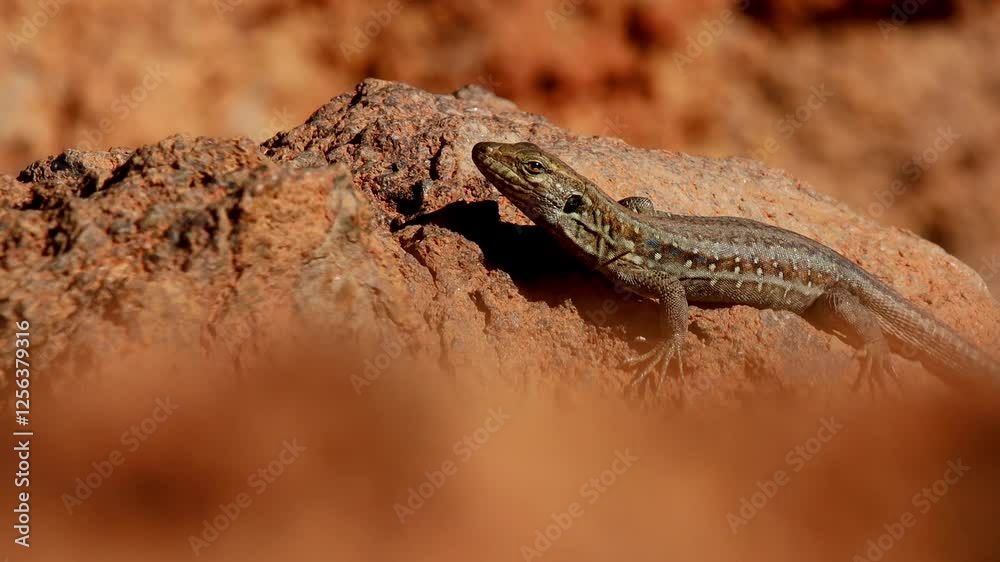 a wild lizard close up 4k 25fps video a wild lizard close up 4k 25fps video