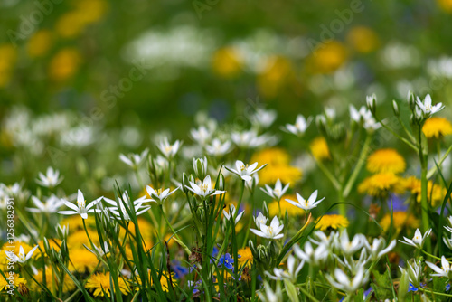 Colorful Spring Wildflower Meadow With Dandelions and White Blossoms