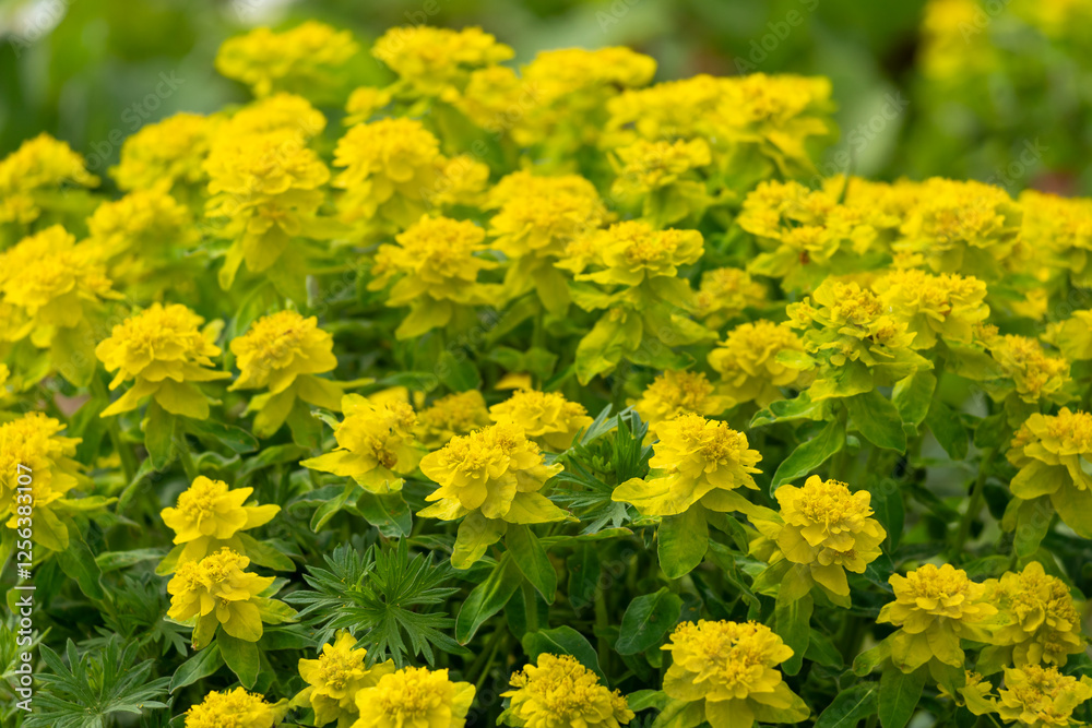 Close-Up of Vibrant Yellow Flowers Spurge With Bright Green Foliage in Bloom Close-Up of Vibrant Yellow Flowers Spurge With Bright Green Foliage in Bloom