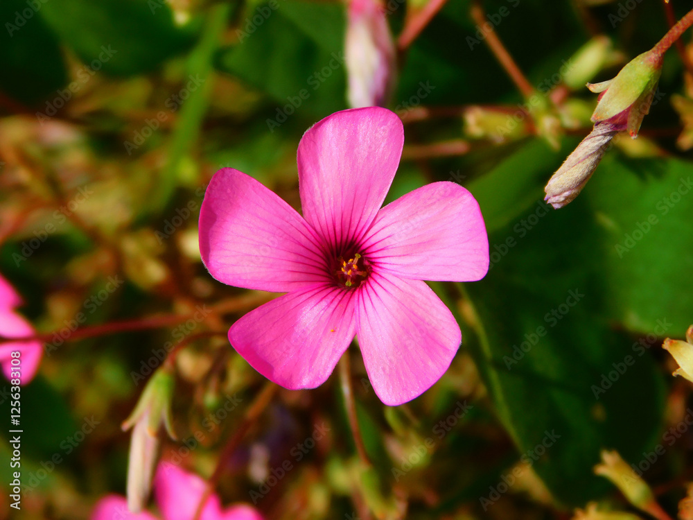 Oxalis articulata, pink flower in wild nature Oxalis articulata, pink flower in wild nature