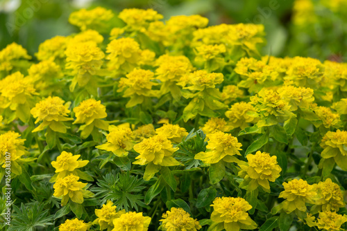Close-Up of Vibrant Yellow Flowers Spurge With Bright Green Foliage in Bloom