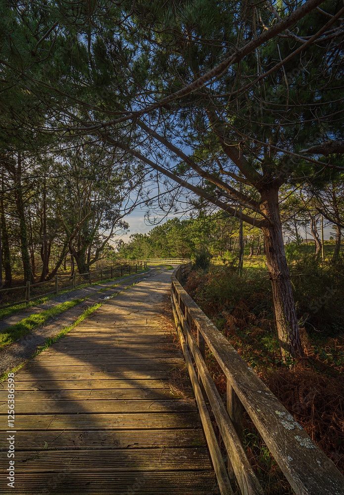 Sendero en el bosque con paseo de madera entre árboles y pinos
Sendero en el bosque con paseo de madera entre árboles y pinos