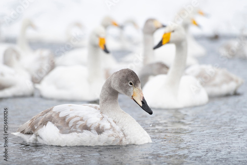 Young swan and flock