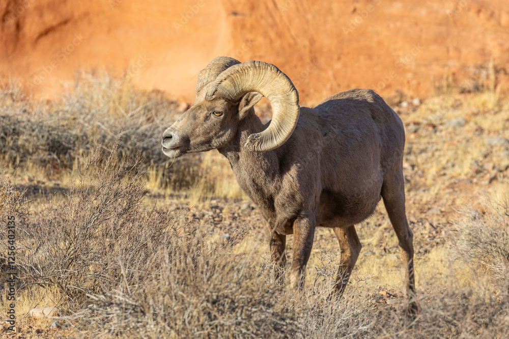 Desert Bighorn Sheep Ram in the Valley of Fire state Park Nevada Desert Bighorn Sheep Ram in the Valley of Fire state Park Nevada