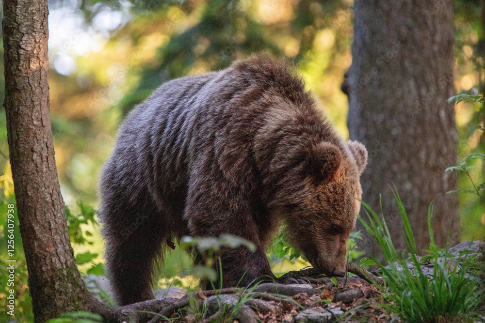 Fototapeta premium European brown bear, also called Eurasian brown bear, in its natural habitat