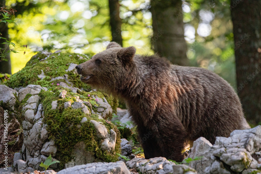 Fototapeta premium European brown bear, also called Eurasian brown bear, in its natural habitat