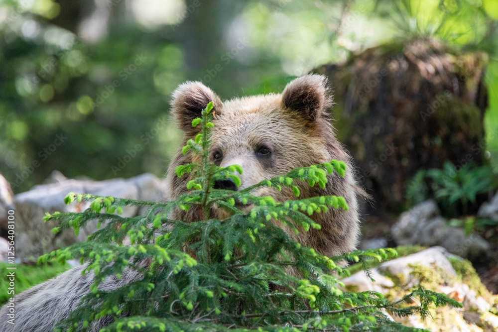 European brown bear, also called Eurasian brown bear, in its natural habitat European brown bear, also called Eurasian brown bear, in its natural habitat