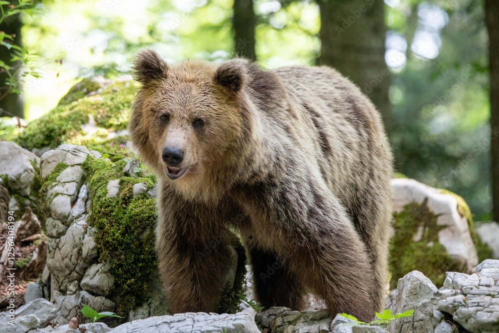 Obraz premium European brown bear, also called Eurasian brown bear, in its natural habitat