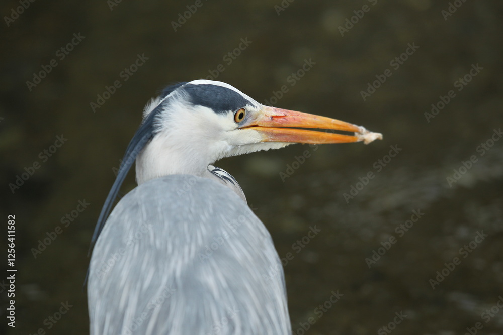 Dublin, Ireland - 30th March 2013 - a close up side profile photo of the head of a grey heron in Dublin city Dublin, Ireland - 30th March 2013 - a close up side profile photo of the head of a grey heron in Dublin city